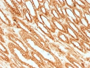 CANX / Calnexin Antibody (clone CANX/1541, Azide-free, BSA-free)