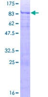 Human ATF7 Protein (Recombinant GST)