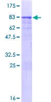 Human CCDC91 Protein (Recombinant GST)
