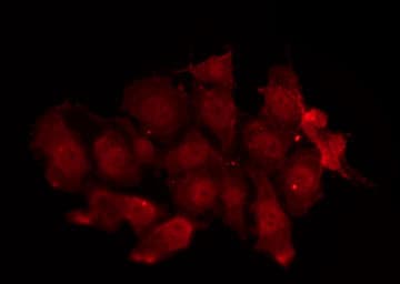 SRC Antibody