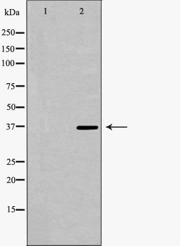 PARD6A / PAR6 Antibody