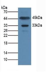 APOA1BP Antibody (aa118-282, HRP)