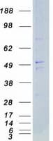 Human SYN / FYN Protein (Recombinant Myc-DDK (Flag))