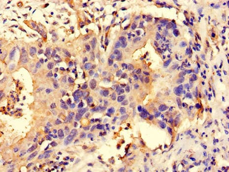NALP3 / NLRP3 Antibody
