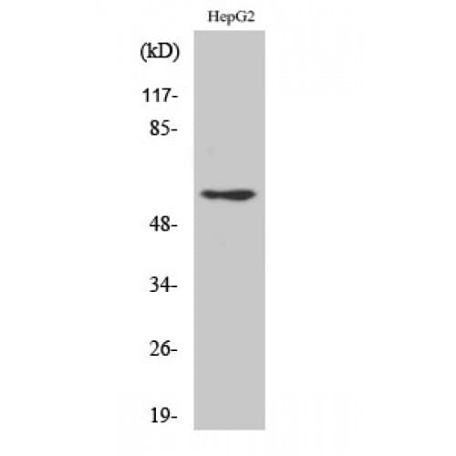 DAB1 Antibody (170-250 aa)