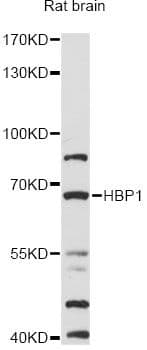 Polyclonal Rabbit anti-Human HBP1 Antibody (WB)
