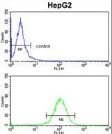 HOMER1 / Homer 1 Antibody (aa96-122)