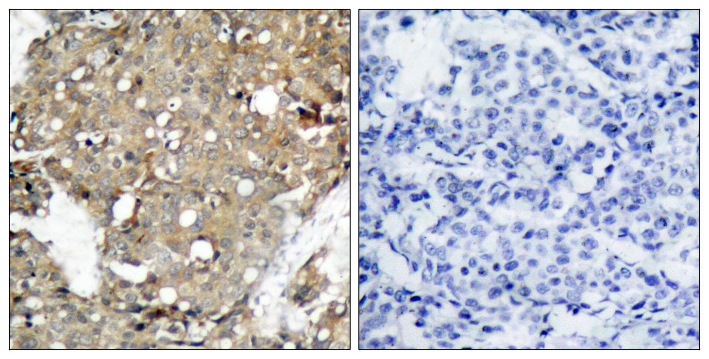 STAT1 Antibody (p727)