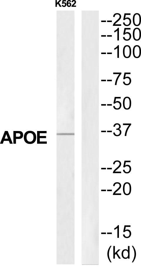 APOE / Apolipoprotein E Antibody
