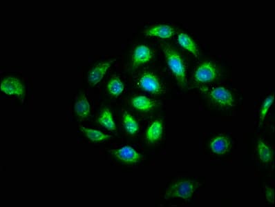 BCL3 / BCL-3 Antibody