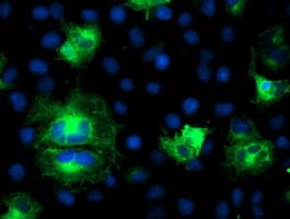 ATG3 Antibody (clone OTI3G3)