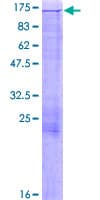 Human MICAL1 / MICAL Protein (Recombinant GST)