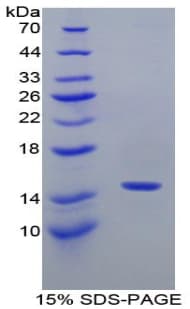 Rabbit IL4 Protein (Recombinant His)