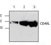 CD40L Antibody