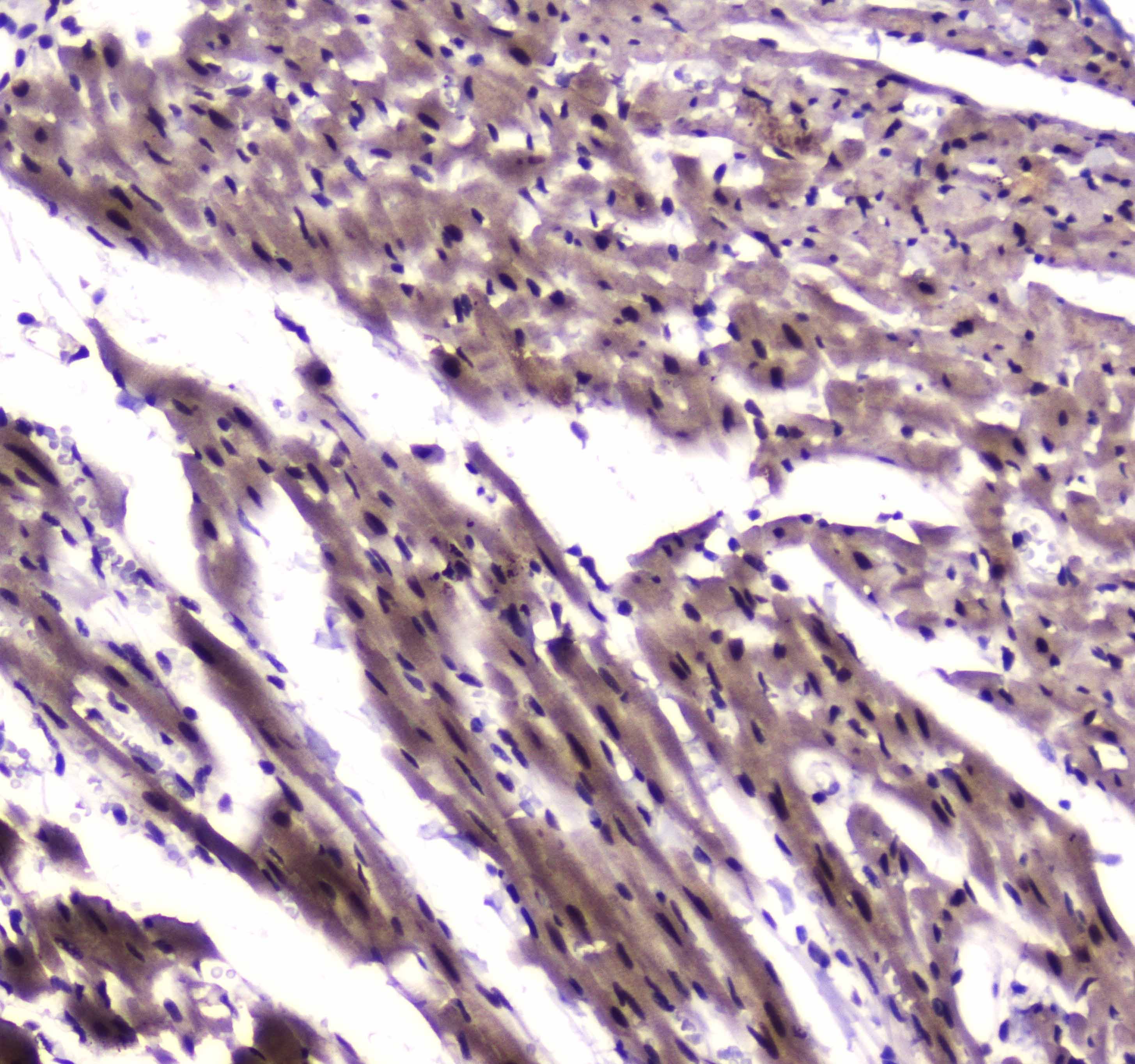 NFIB Antibody