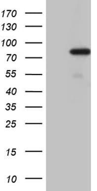 PGBD3 Antibody (aa313-593, clone OTI1F4)