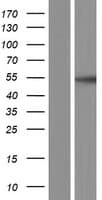 MAP2K5 / MEK5 Protein (Over-Expression Lysate Myc-DDK (Flag))