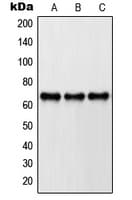 PXN / Paxillin Antibody (Internal)