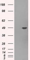 PLEK / Pleckstrin Antibody (clone OTI4F10, Carrier-free)