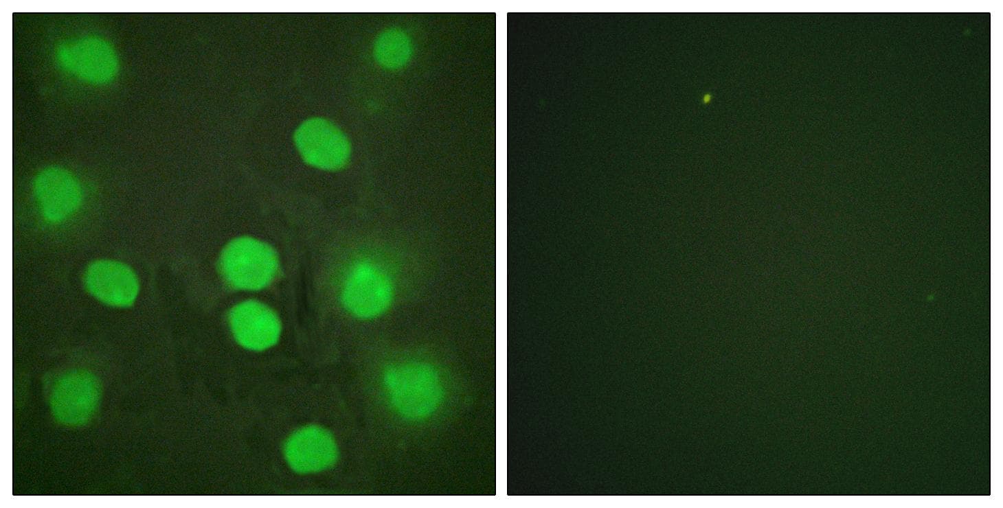 GATA4 Antibody (p262)