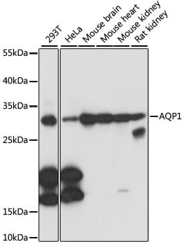 AQP1 / Aquaporin 1 Antibody