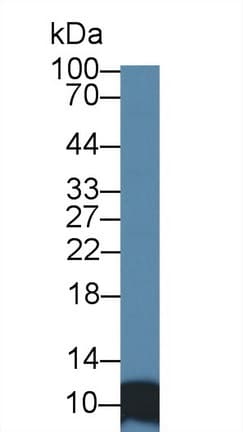 SRP9 Antibody (aa2-86, Biotin)