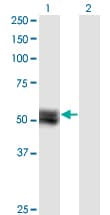 TNS4 Antibody (clone 1C1)