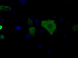 BDH2 Antibody (clone OTI3G10, Carrier-free)