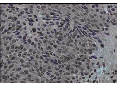 JAG1 / Jagged 1 Antibody (N-Terminus)