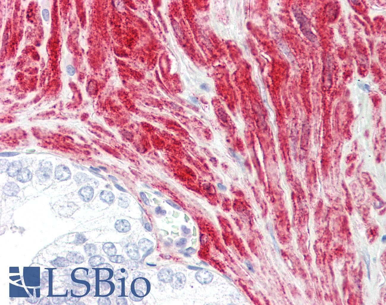 IHC-plus™ CSRP1 Antibody (aa51-100)