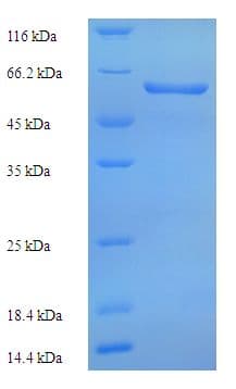 Human FAM20A Protein (Recombinant His)
