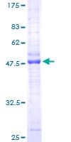 Human CMTM3 Protein (Recombinant GST)