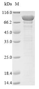 Human VPS35 Protein (Recombinant 10His, N-terminus + Myc, C-terminus)
