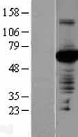 PVRL4 / Nectin 4 Protein (Over-Expression Lysate Myc-DDK (Flag))
