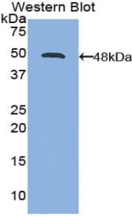 IL21 Antibody (aa23-155, APC)