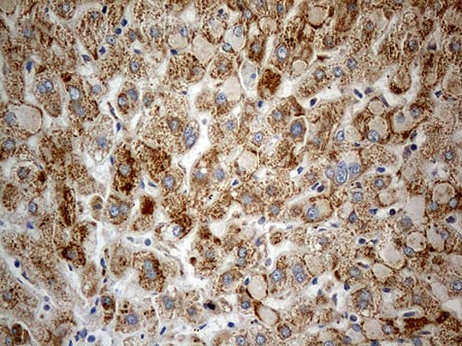 CHCHD10 Antibody (aa17-142, clone OTI3B8)