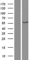 IMPDH1 Protein (Over-Expression Lysate Myc-DDK (Flag))