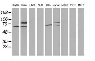 SAMHD1 Antibody (clone OTI3G6)
