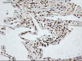 Monoclonal Mouse anti-Human NTF3 / Neurotrophin 3 Antibody (clone OTI5A2, IHC, IF, WB)