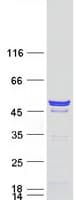 Human CNPase Protein (Recombinant Myc-DDK (Flag))