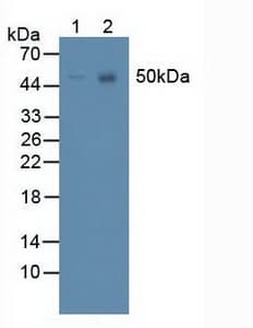 PANX1 / Pannexin 1 Antibody (aa228-411)