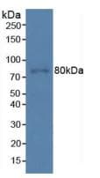 PDCD6IP / ALIX Antibody (aa174-383, Cy3)