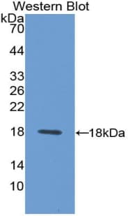 SDC4 / Syndecan 4 Antibody (aa18-145)