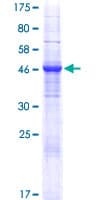 Human FNDC9 Protein (Recombinant GST)