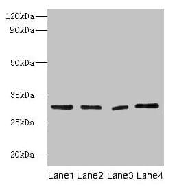 MMP7 / Matrilysin Antibody