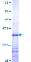 Human TEAD4 Protein (Recombinant GST, N-terminus)