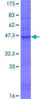 Human TMEM54 Protein (Recombinant GST)