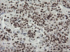 TLE1 / TLE 1 Antibody (aa180-460, clone OTI1H2, Carrier-free)