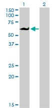 EIF4G3 Antibody (clone 1H5)