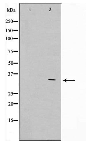 APC Antibody (phospho-Ser2054)